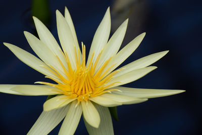 Close-up of yellow flower