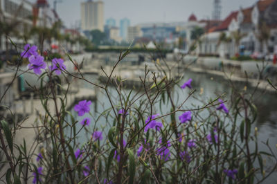 Close-up of purple flowering plant by buildings in city
