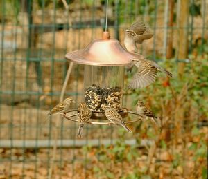 Close-up of birds flying