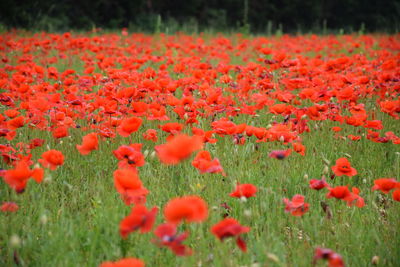 Close-up of red poppy flowers on field