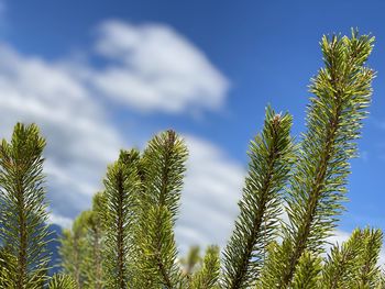 Low angle view of palm tree against sky