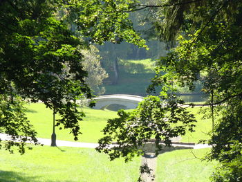 Road amidst trees and plants