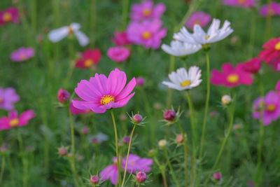 Close-up of pink cosmos flowers on field