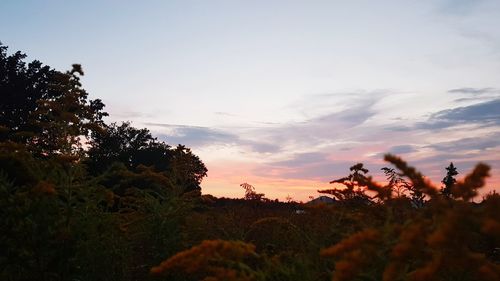 Silhouette trees on field against sky at sunset