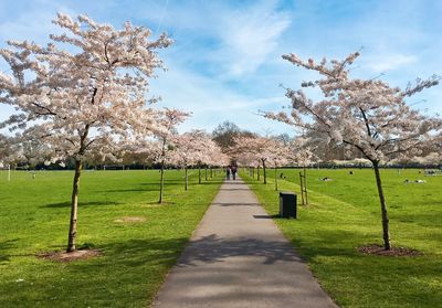 View of trees in park against sky