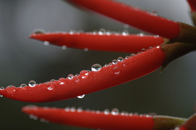 Close-up of water drops on red chili pepper