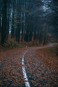Trees in forest during autumn