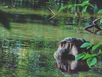 Trees in water