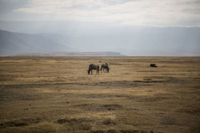 Horses in a field