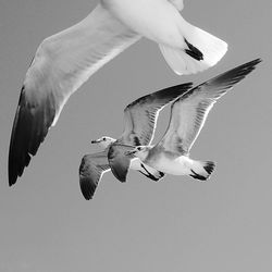 Low angle view of seagull flying