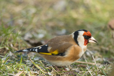 Close-up of a bird on field