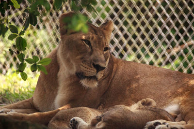 Nursing female african lioness panthera leo feeding her young cubs in the shade.