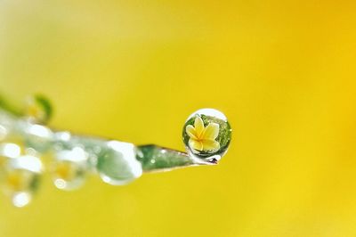 Close-up of water drops on yellow flower