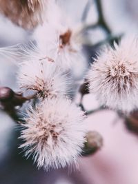 Close-up of white dandelion flower