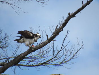 Low angle view of eagle perching on bare tree against clear sky