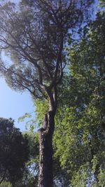 Low angle view of tree in forest