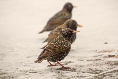 Close-up of birds perching on snow