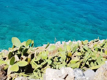 High angle view of cactus plants in front of sea
