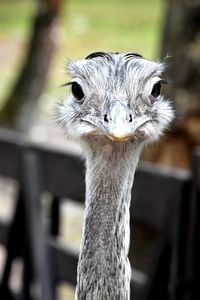 Close-up portrait of a owl