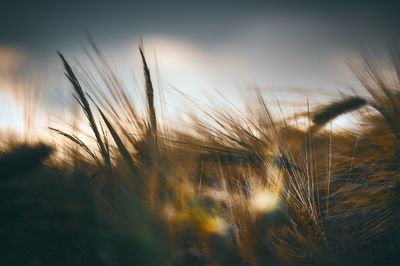 Close-up of barley field against sky at sunset