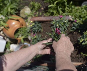 Close-up of hand holding flower