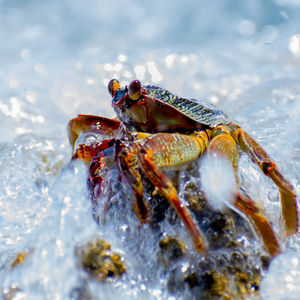 Close-up of crab on water