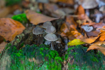 Close-up of mushrooms growing on field during autumn