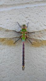 Close-up of insect