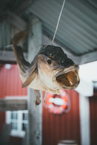 Close-up of a fish