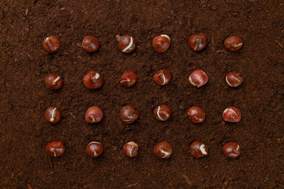 Close-up of seashells