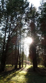 Sun shining through trees