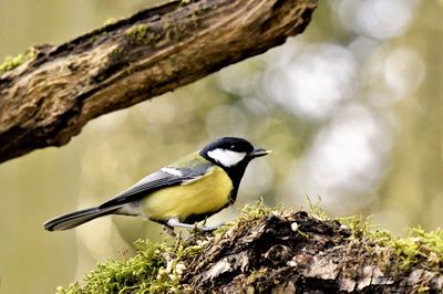 Close-up of bird perching on tree