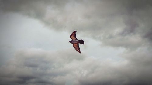 Low angle view of seagull flying