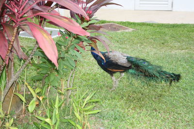 Close-up of bird perching on field