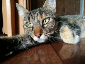 Portrait of cat at home