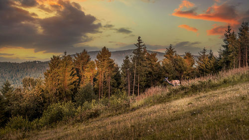 Scenic view of field against sky during sunset