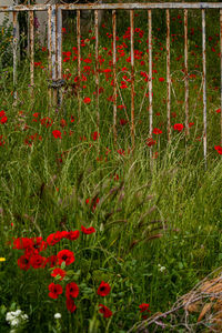 Red poppy flowers on field