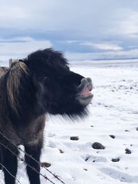 Icelandic horse on snow covered field against sky