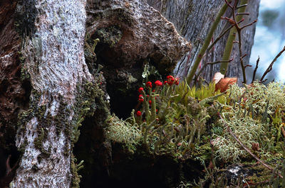 Plants growing on a tree