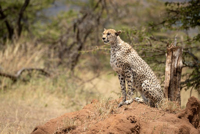 Cheetah sitting on land