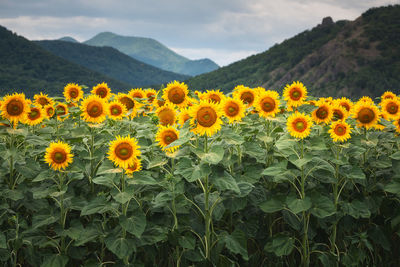 Close-up of yellow flowering plants on mountain range