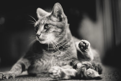 Close-up portrait of cat sitting