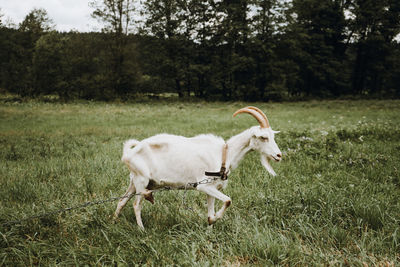 Sheep standing in a field