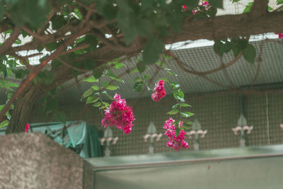 Close-up of flowers