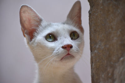 Close-up portrait of a cat
