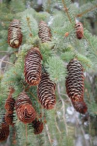 Pine cones on a pine tree