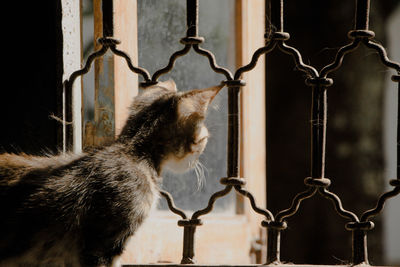 Cat looking through window