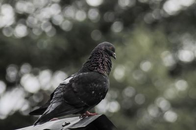 Close-up of pigeon perching