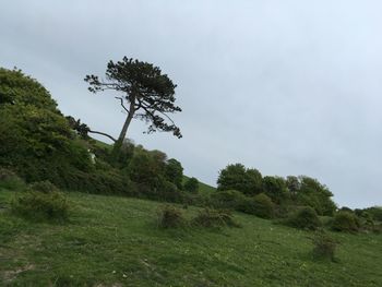 Low angle view of trees on field against sky