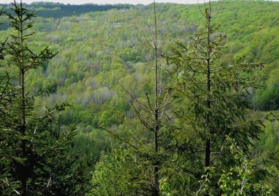 Scenic view of forest